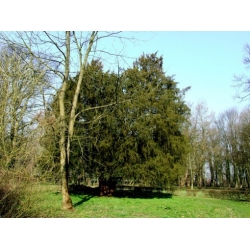 Nasiona Cis pospolity szt.5 NSxx10