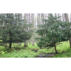 Nasiona Cis pospolity Taxus szt.5 Nxx691