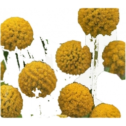 Nasiona Craspedia żółta szt.5 N513