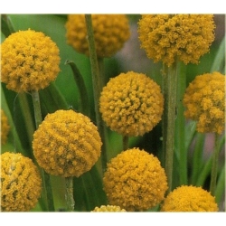 Nasiona Craspedia żółta szt.5 Nxx513