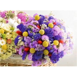 Nasiona Craspedia żółta szt.5 Nxx513