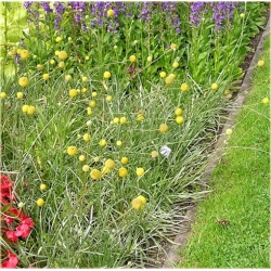 Nasiona Craspedia żółta szt.5 Nxx513