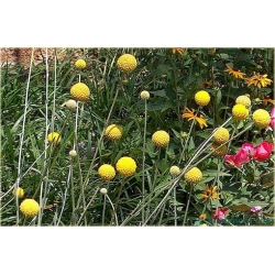 Nasiona Craspedia żółta szt.5 Nxx513