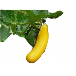 Nasiona Cukinia żółta Goldena szt.4 N441