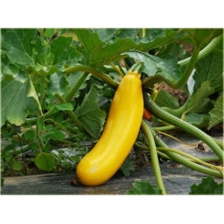 Nasiona Cukinia żółta Goldena szt.4 Nxx441