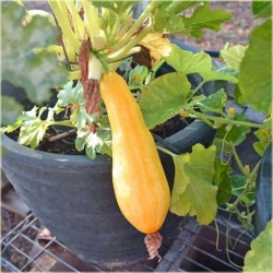 Nasiona Cukinia żółta Goldena szt.4 Nxx441