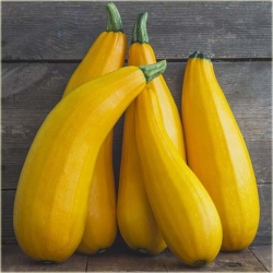 Nasiona Cukinia żółta Goldena szt.4 Nxx441