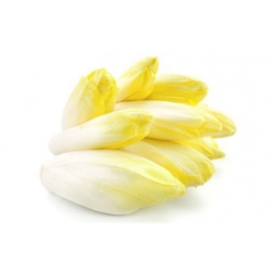 Nasiona Cykoria belgijska jadalna szt.5 N462