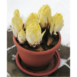 Nasiona Cykoria belgijska jadalna szt.5 Nxx462