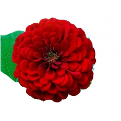 Nasiona Cynia czerwona szt.10 N494