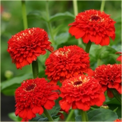 Nasiona Cynia czerwona szt.10 Nxx494