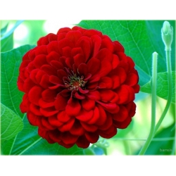 Nasiona Cynia czerwona szt.10 Nxx494