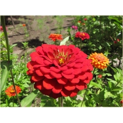 Nasiona Cynia czerwona szt.10 Nxx494