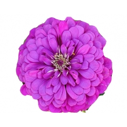 Nasiona Cynia fioletowa szt.10 N496