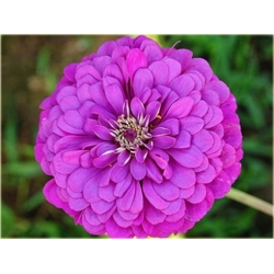 Nasiona Cynia fioletowa szt.10 Nxx496