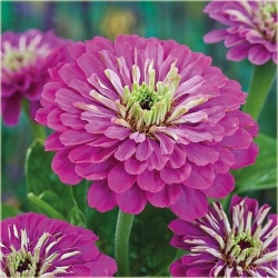 Nasiona Cynia fioletowa szt.10 Nxx496