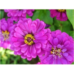 Nasiona Cynia fioletowa szt.10 Nxx496