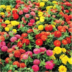 Nasiona Cynia mix kolorów szt.10 Nxx550