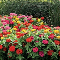 Nasiona Cynia mix kolorów szt.10 Nxx550