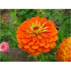 Nasiona Cynia pomarańczowa szt.10 Nxx495