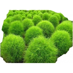 Nasiona Cyprysik letni szt.10 N440