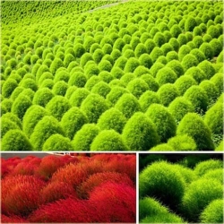 Nasiona Cyprysik letni szt.10 Nxx440