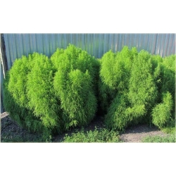 Nasiona Cyprysik letni szt.10 Nxx440