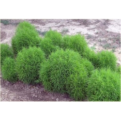 Nasiona Cyprysik letni szt.10 Nxx440