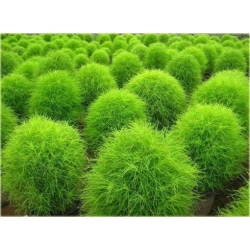 Nasiona Cyprysik letni szt.10 Nxx440