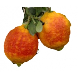 Nasiona Cytryna Czerwona szt.5 N321