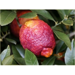 Nasiona Cytryna Czerwona szt.5 Nxx321