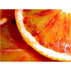 Nasiona Cytryna Czerwona szt.5 Nxx321