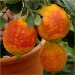 Nasiona Cytryna Czerwona szt.5 Nxx321