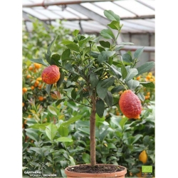 Nasiona Cytryna Czerwona szt.5 Nxx321