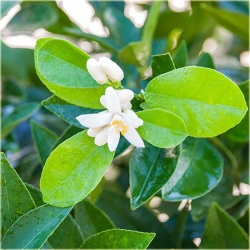 Nasiona Cytryna Czerwona szt.5 Nxx321