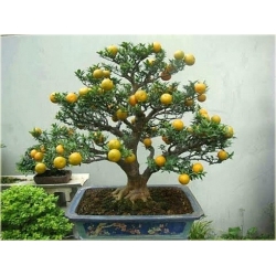 cytryna_drzewko_cytrynowe_mini