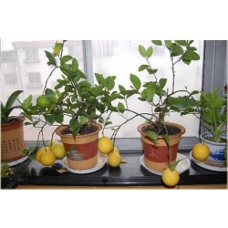 cytryna_drzewko_cytrynowe_mini