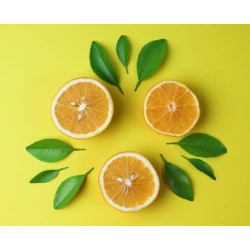 cytryna_drzewko_cytrynowe_mini