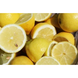 cytryna_drzewko_cytrynowe_mini