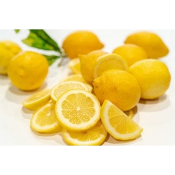 cytryna_drzewko_cytrynowe_mini