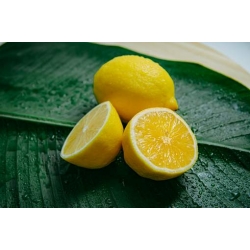 cytryna_drzewko_cytrynowe_mini