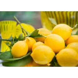 cytryna_drzewko_cytrynowe_mini