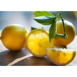 cytryna_drzewko_cytrynowe_mini