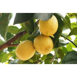 cytryna_drzewko_cytrynowe_mini