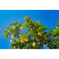 cytryna_drzewko_cytrynowe_mini