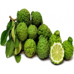 Nasiona Cytryna karbowana Kaffir Lime szt.5 N404