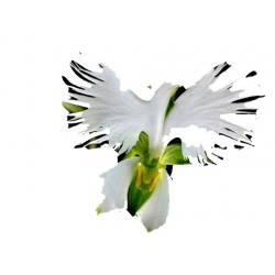 Nasiona Czapla szt.5 N167