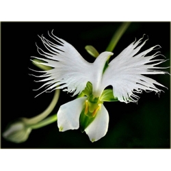 Nasiona Czapla szt.5 Nxx167