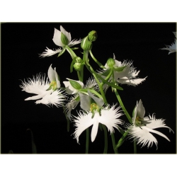 Nasiona Czapla szt.5 Nxx167