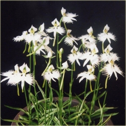 Nasiona Czapla szt.5 Nxx167